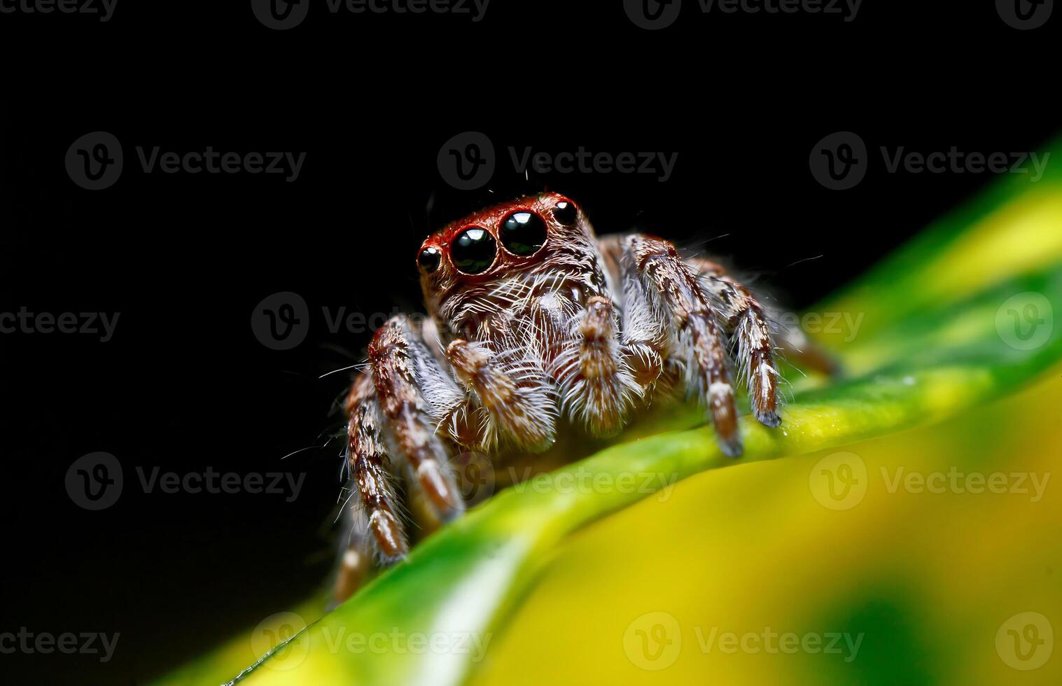 het beste macro schot van jumping spin, spin, springen spin fotografie foto