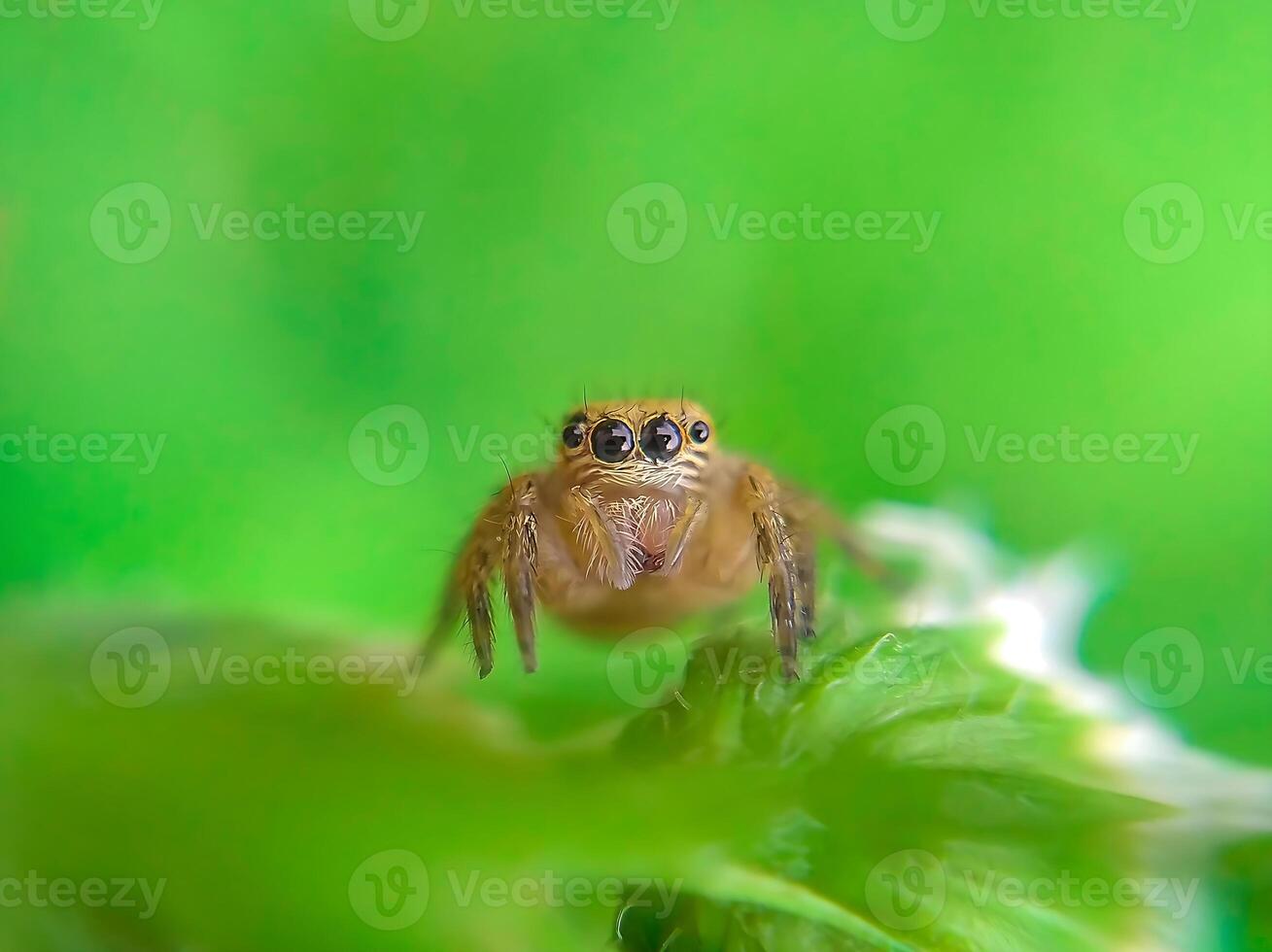 het beste macro schot van jumping spin, spin, springen spin fotografie foto