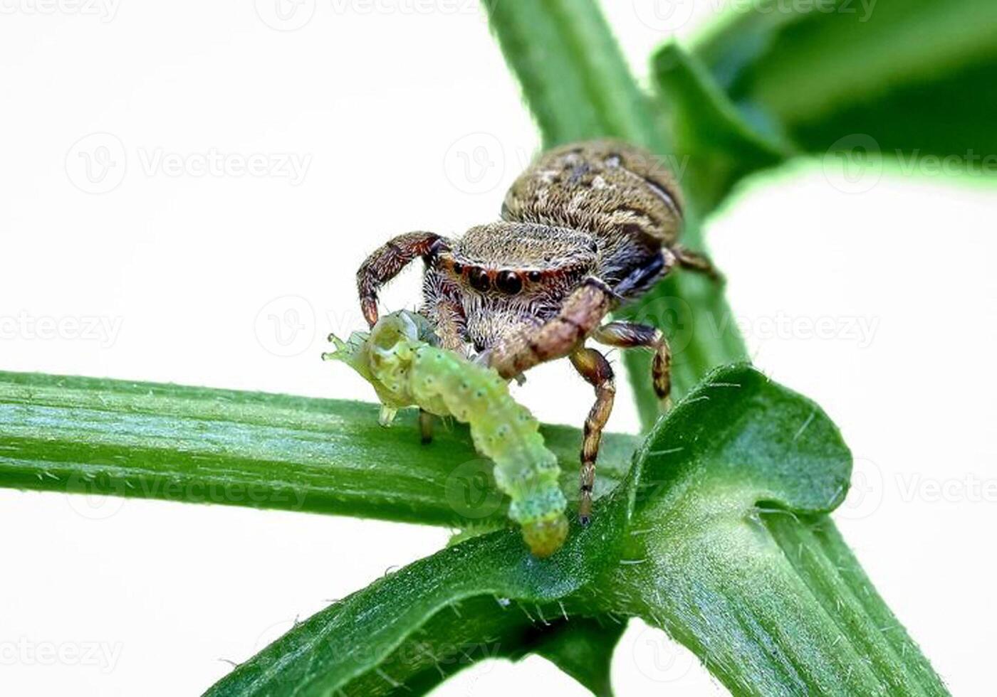 het beste macro schot van jumping spin, spin, springen spin fotografie foto