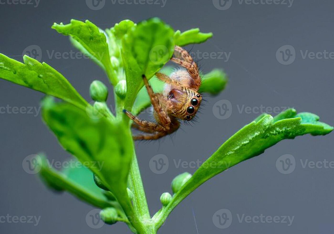 het beste macro schot van jumping spin, spin, springen spin fotografie foto