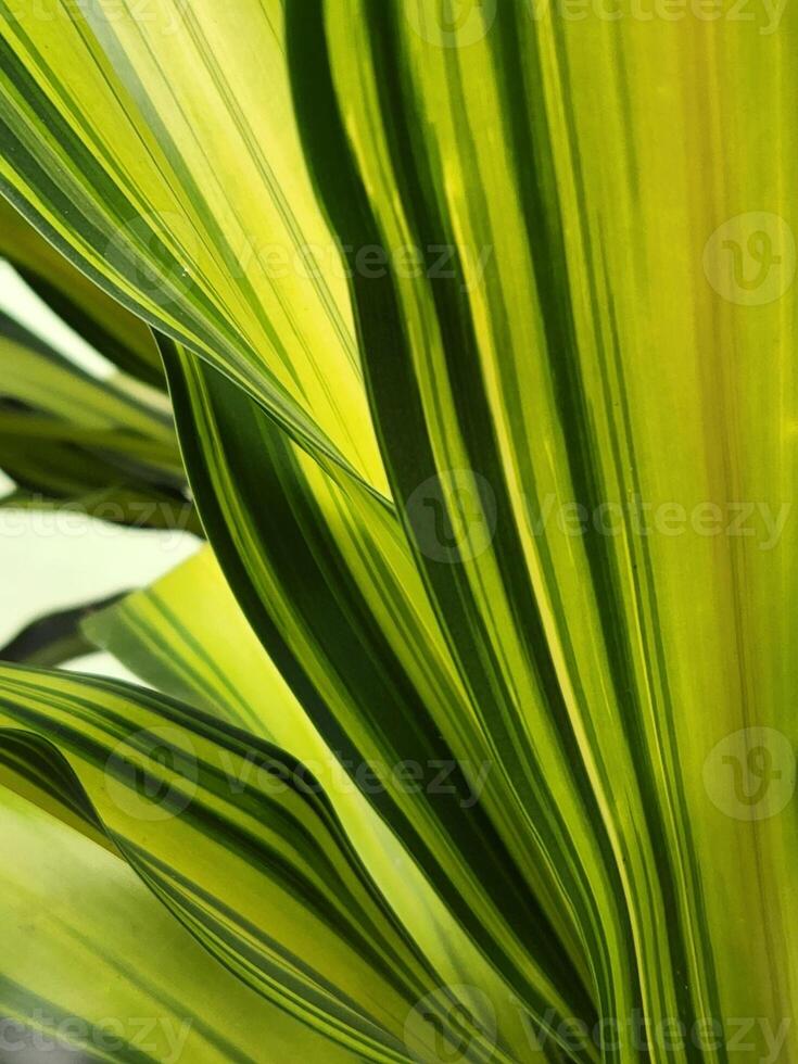 dracaena kopst. bladeren van een kamerplant. achtergrond van dracaena bladeren foto