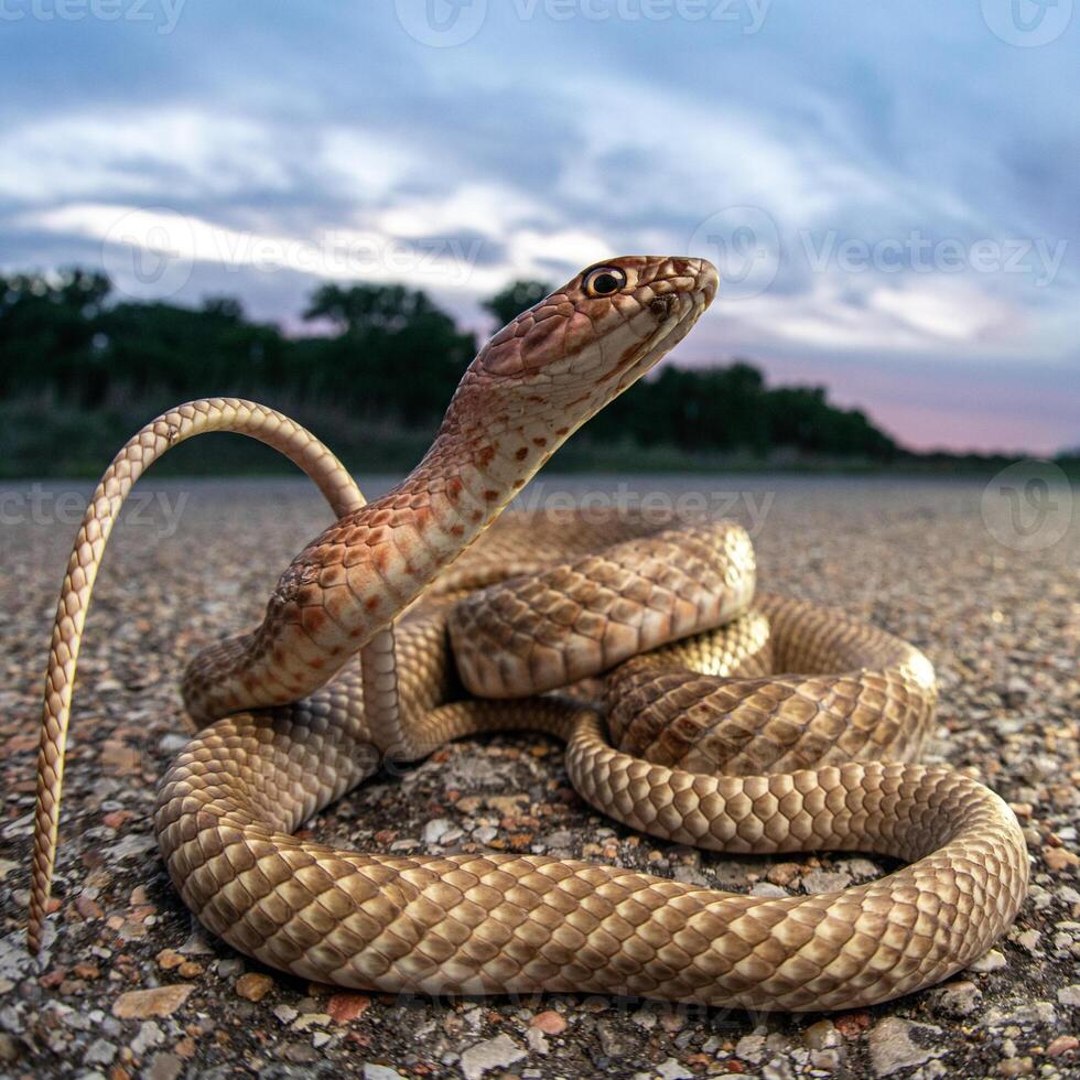 western coachzweep, masticophis flagellum foto