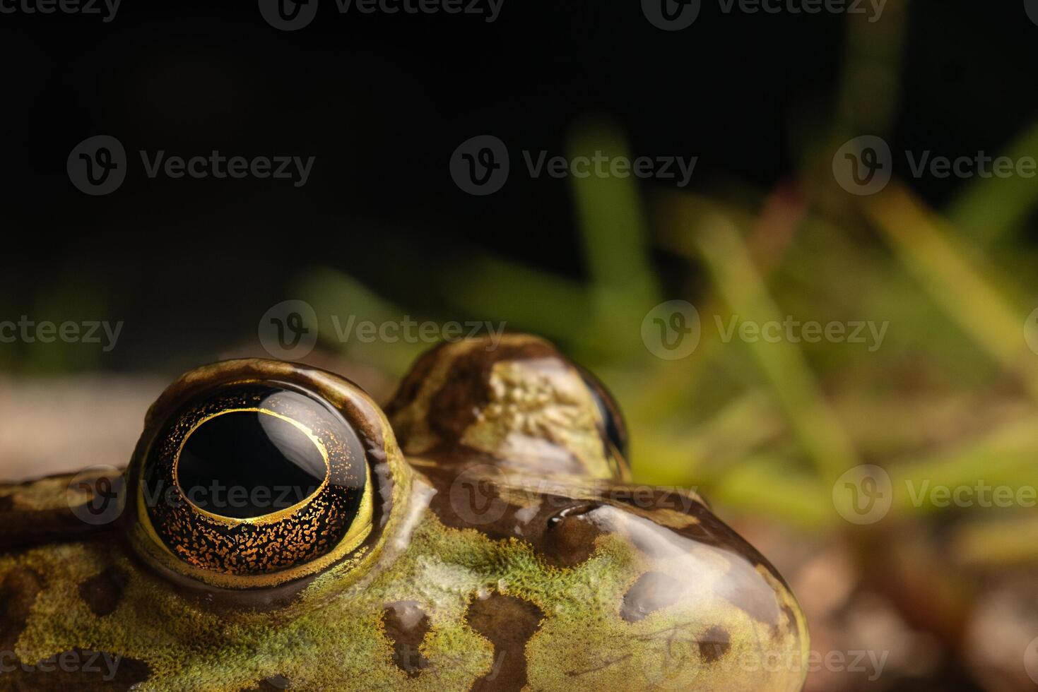 Amerikaans brulkikker, lithobaten katesbeianus, oog foto