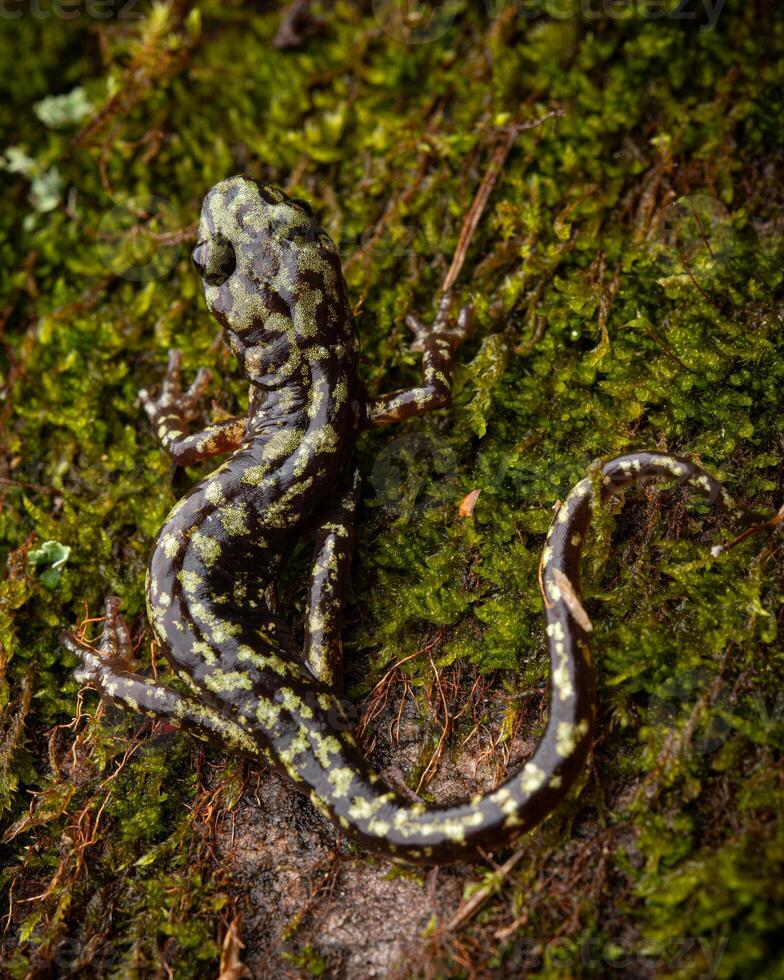 groen salamander, aneiden aeneus foto
