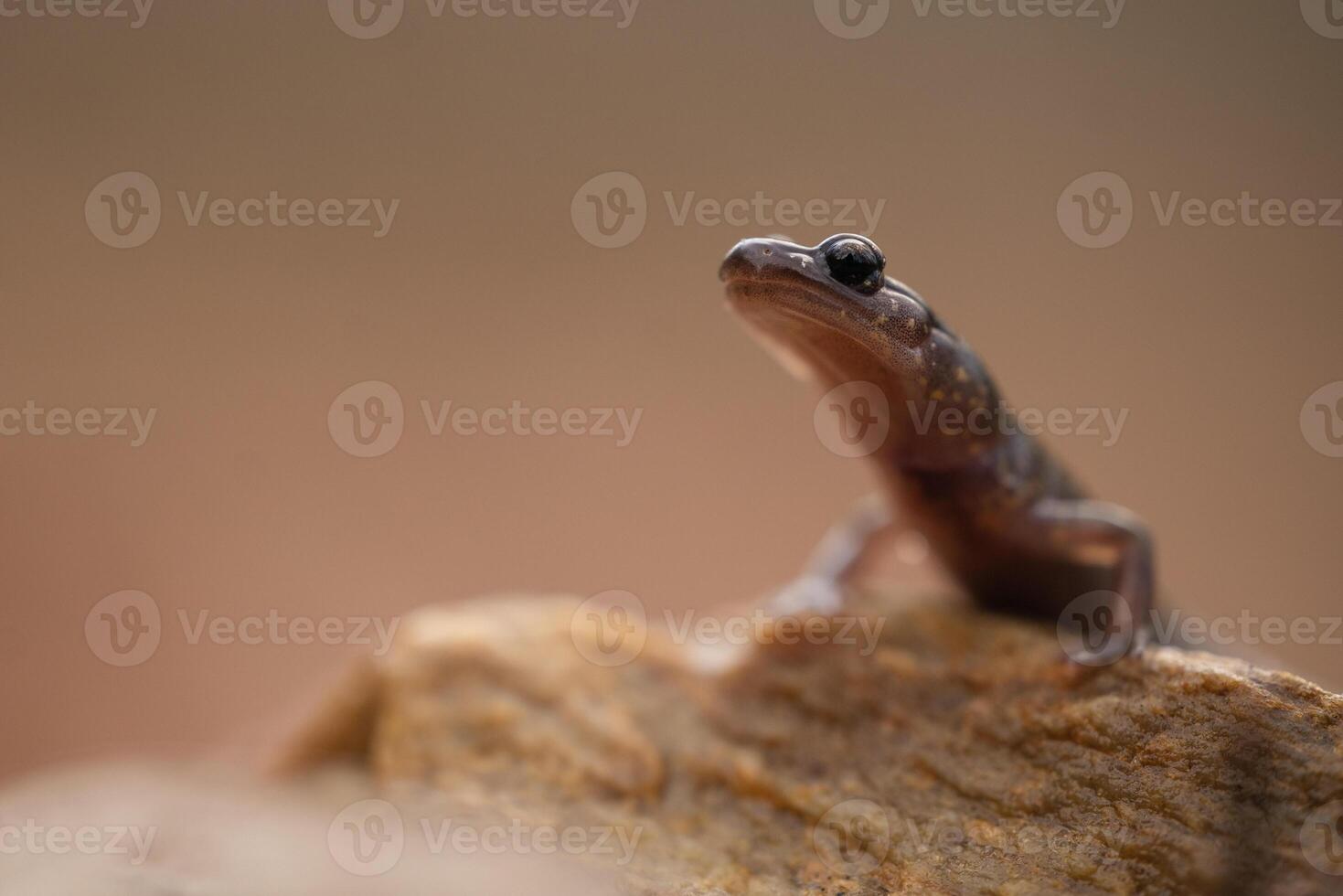 Blacksburg salamander, Plethodon jacksoni foto