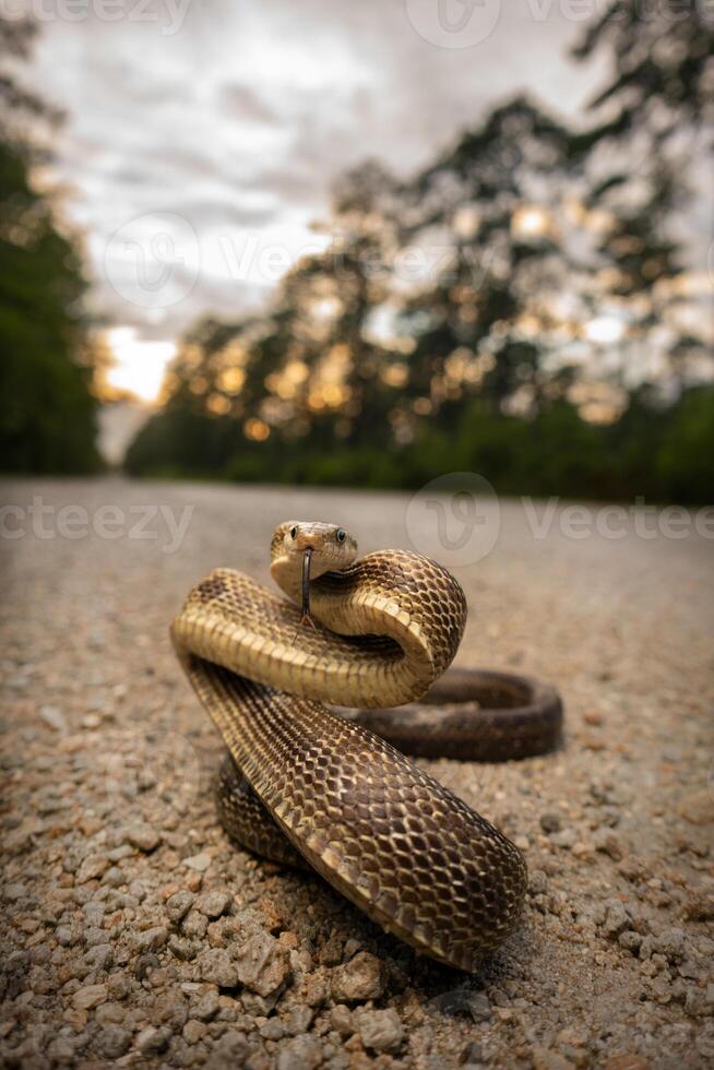 groenachtig Rat slang, pantherophis alleghaniensis foto