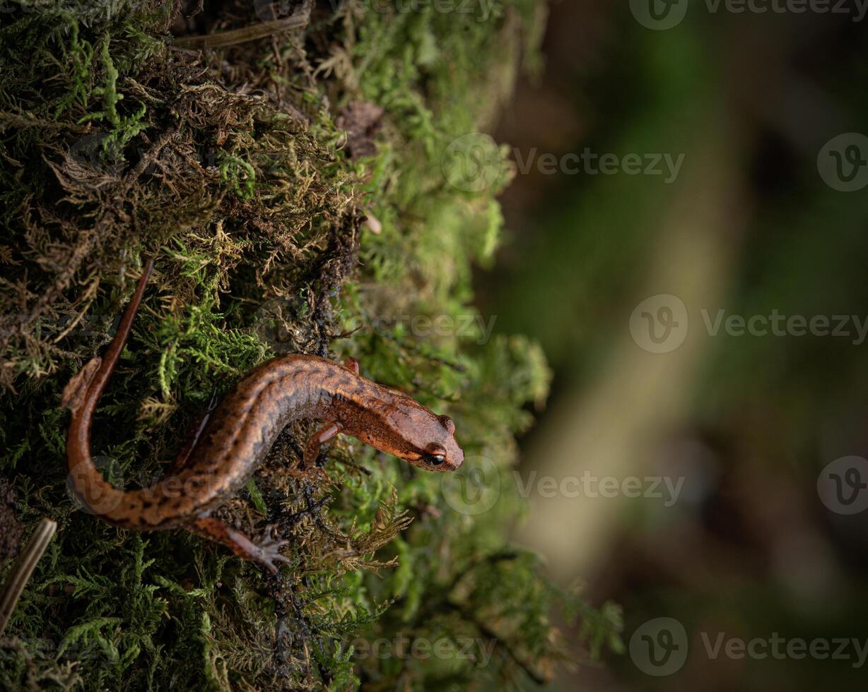 pygmee salamander, desmognathus wrighti foto