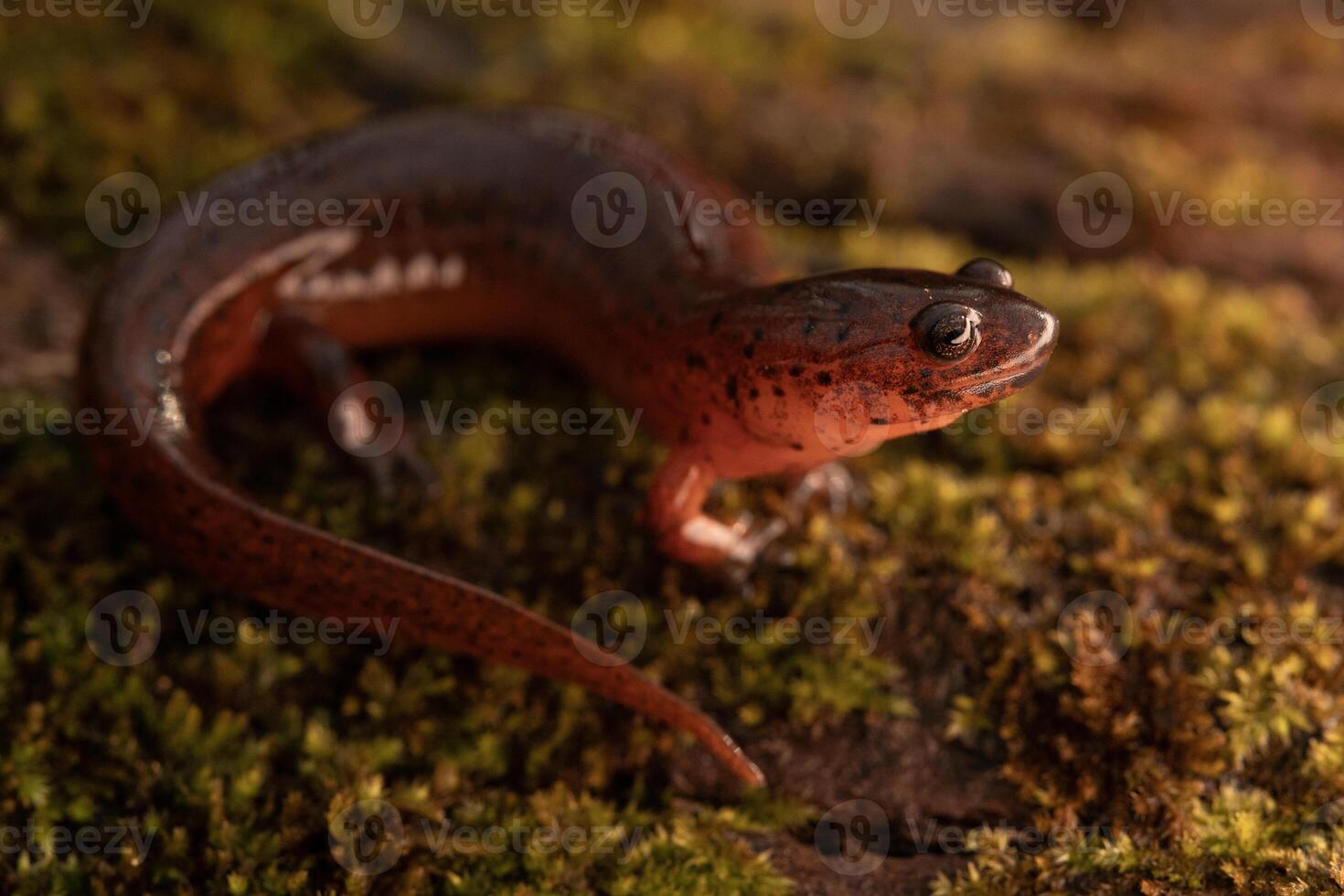 oostelijk modder salamander, pseudotriton montanus montanus foto