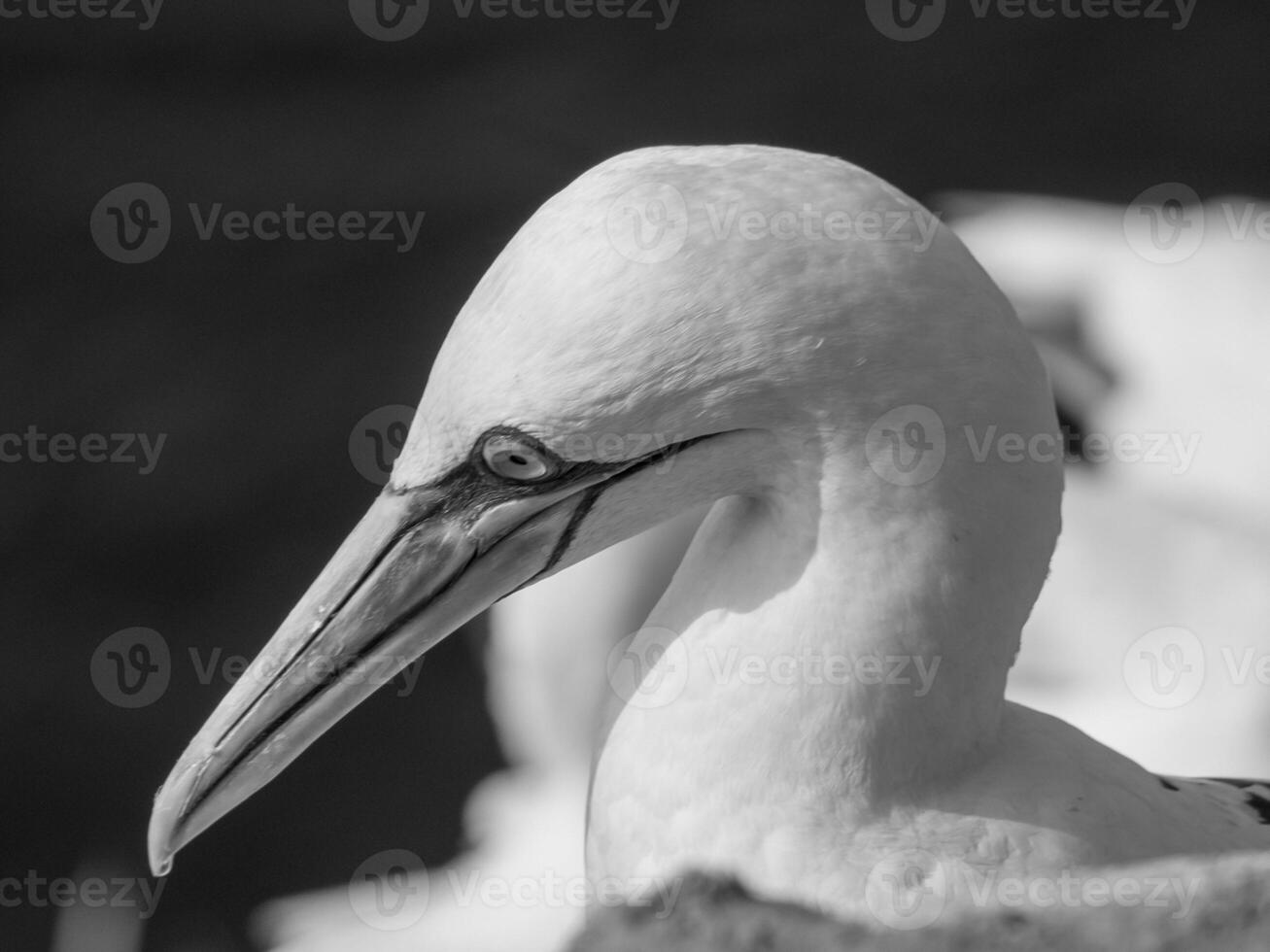 vogelstand Aan Helgolannd eiland foto