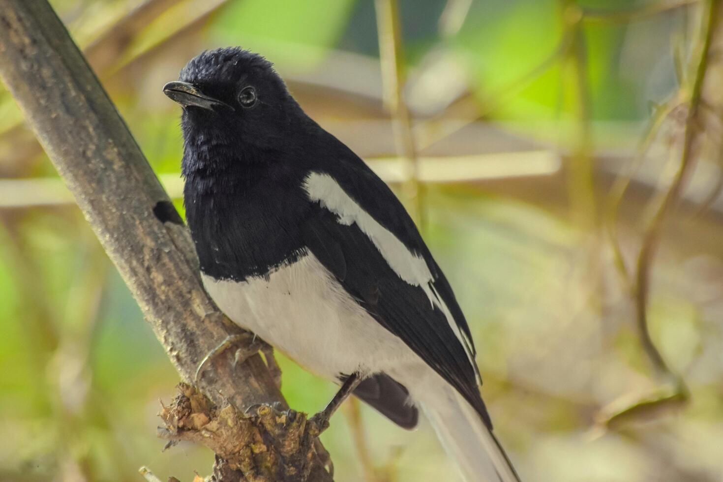 nationaal vogel van Bangladesh dojel foto