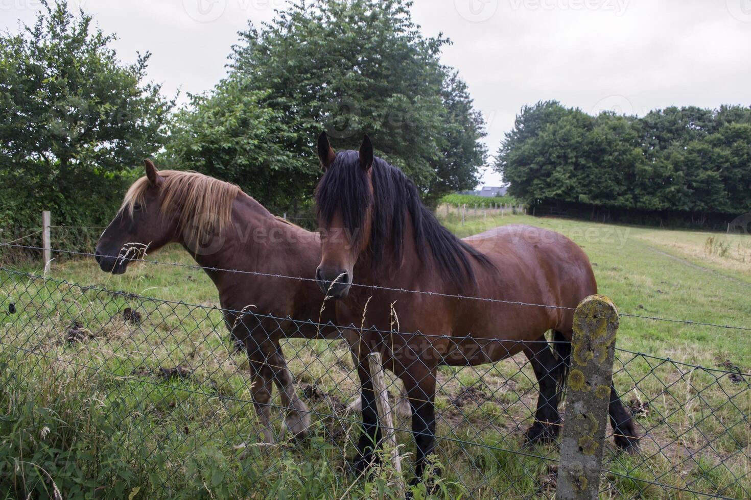 een paarden in de weiland. de paardenfokkerij boerderij. platteland leven. foto