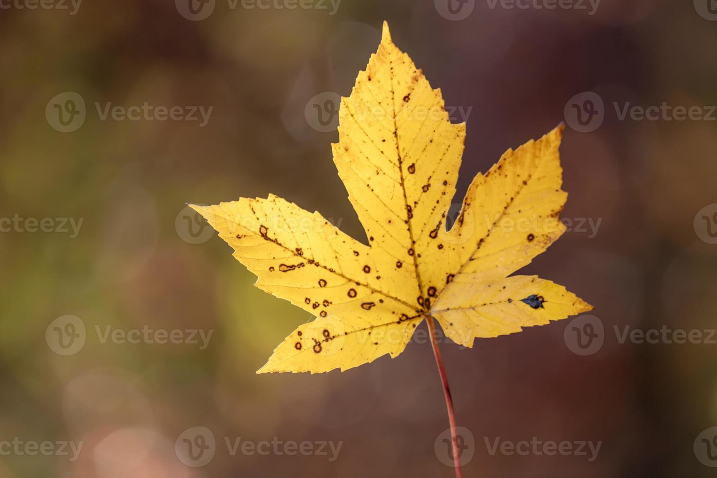 een in de hand gehouden geel esdoornblad tegen een donkere achtergrond foto