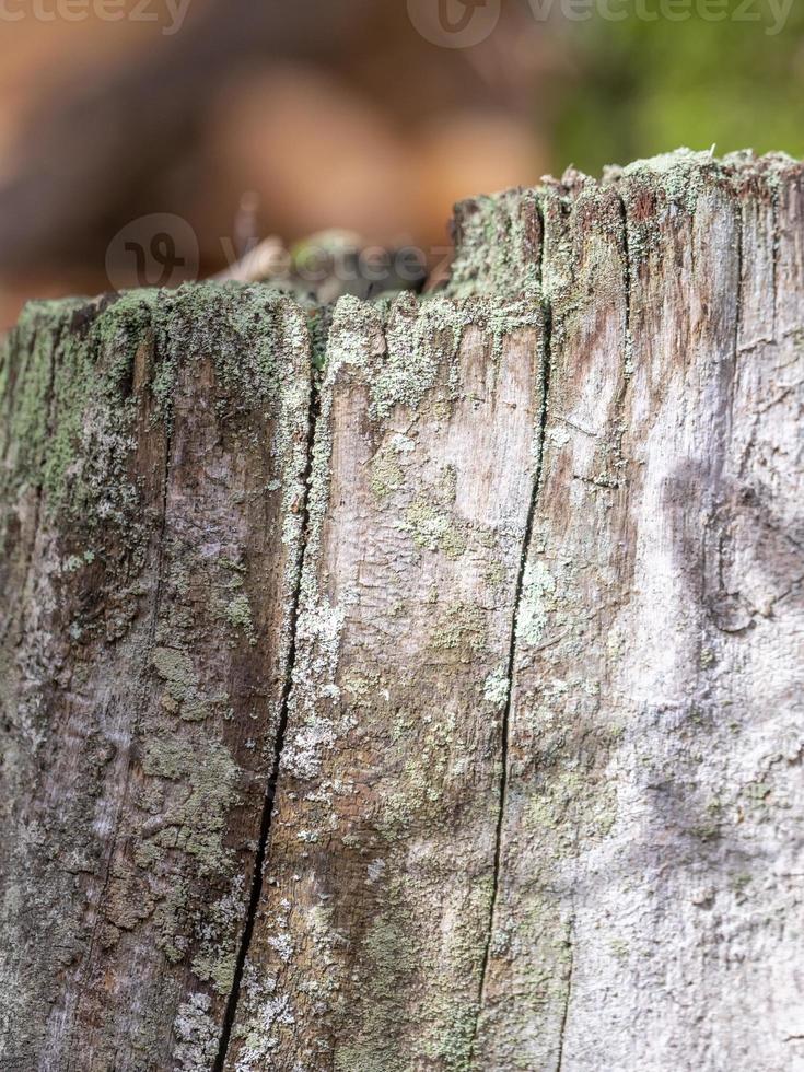 gladde rotte boomstronk met korstmos en kopieer ruimte als achtergrond foto