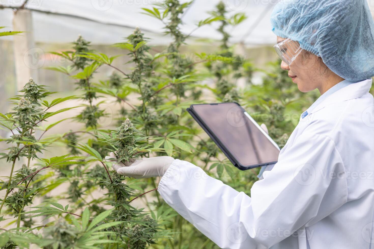 wetenschapper controle en analizing hennep planten, ondertekening de resultaten met laptop in een serre. concept van kruiden alternatief geneeskunde, cbd olie, farmaceutisch industrie foto