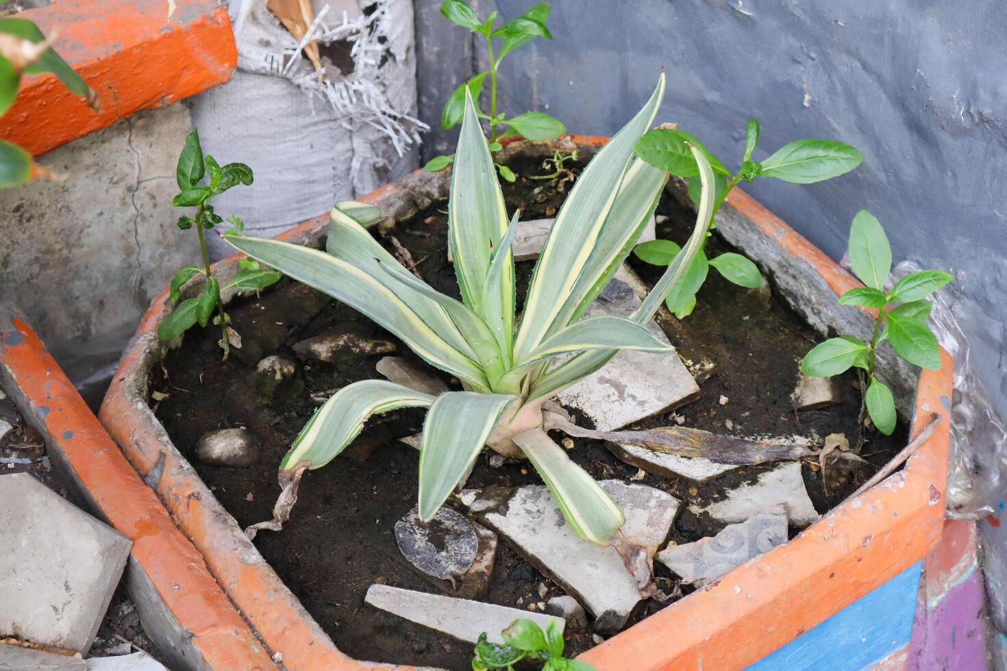 een furcraea foetida fabriek. reusachtig cabuya, groene aloë of mauritius-hennep foto