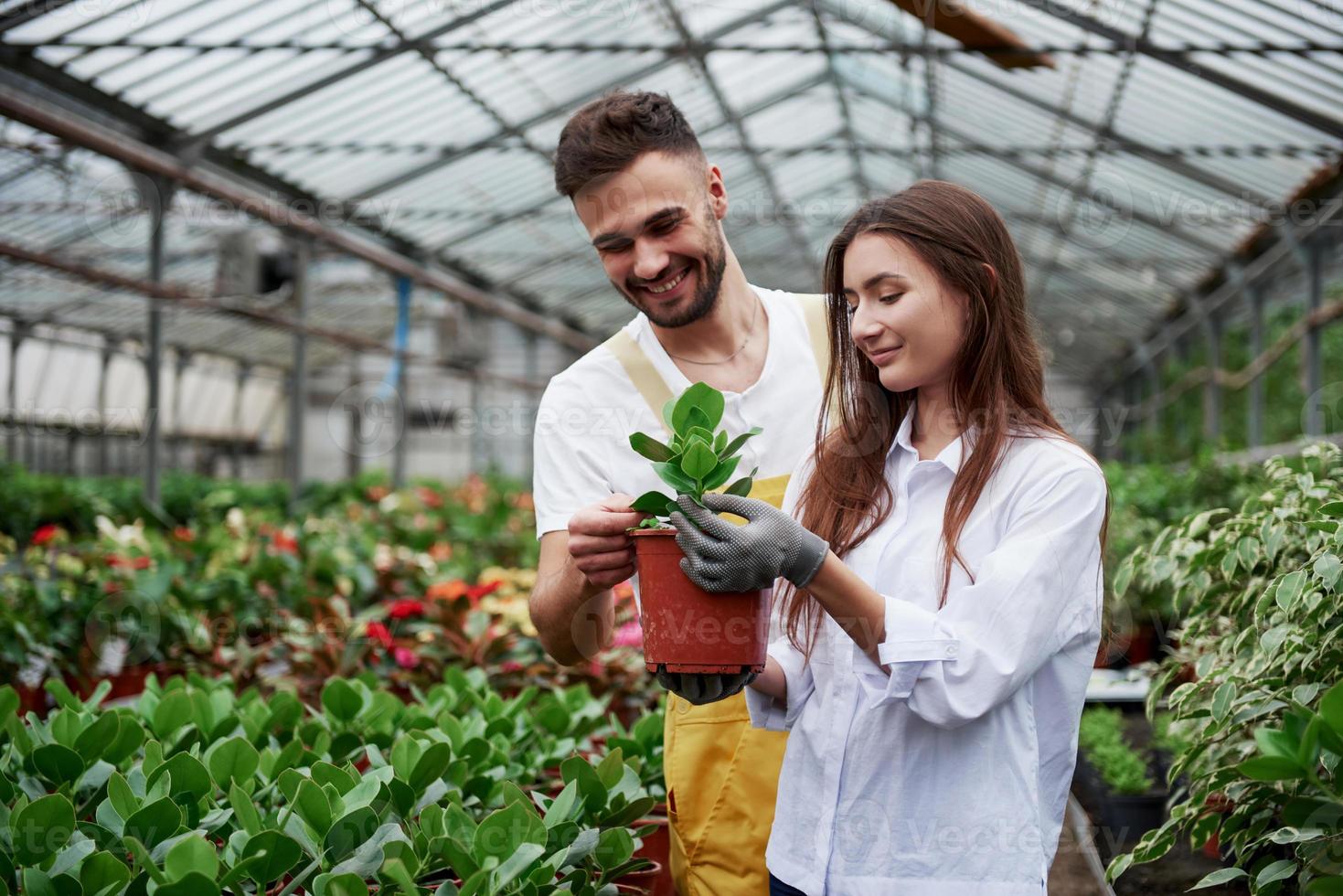 man die lacht tijdens het proces. paar bloemisten aan het werk. meisje met vaas met groene plant foto