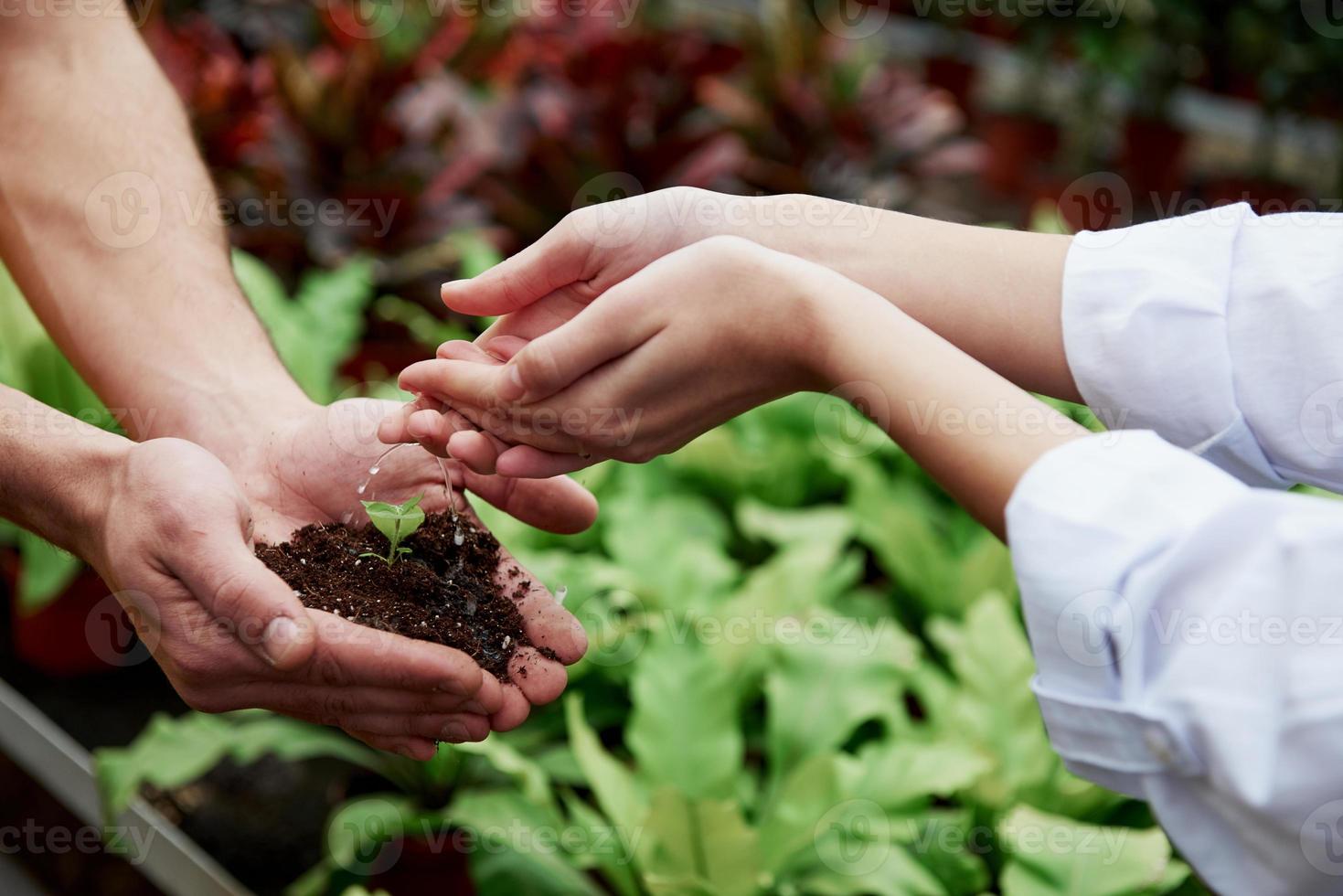 vrouwenhanden die de kleine plant water geven die door een man wordt vastgehouden foto