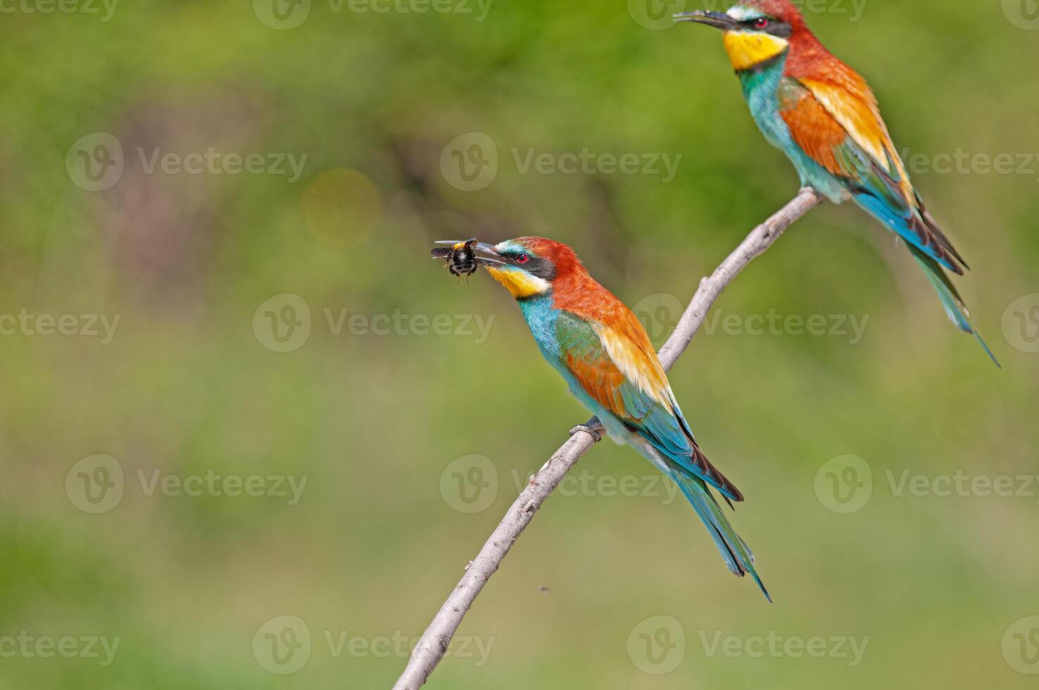 bijenetend Europese bijeneter, merops apiaster. groen achtergrond. kleurrijk vogels. foto