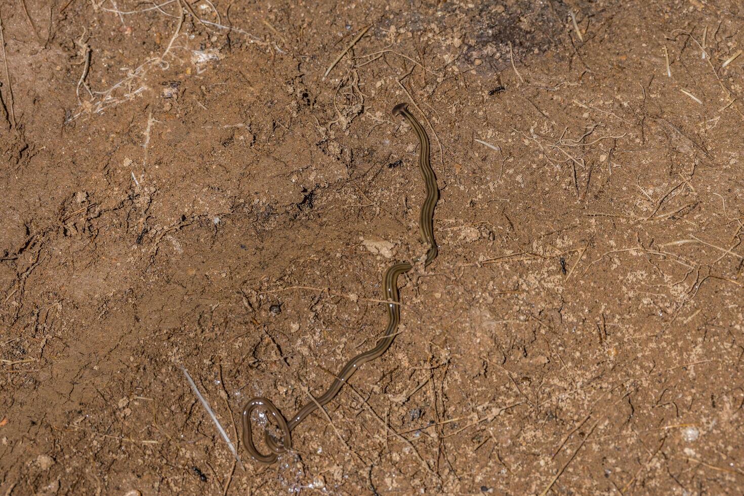 pijlpunt of hamerhaai platworm foto