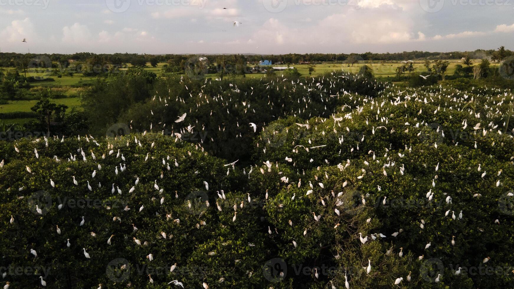 antenne visie, kudde van zilverreigers. een groep van Super goed wit zilverreigers Bij de top van een mangrove boom in de buurt de strand. familie van Super goed wit vogels. dieren en dieren in het wild. vogel zittend Aan een Afdeling in de regenwoud foto