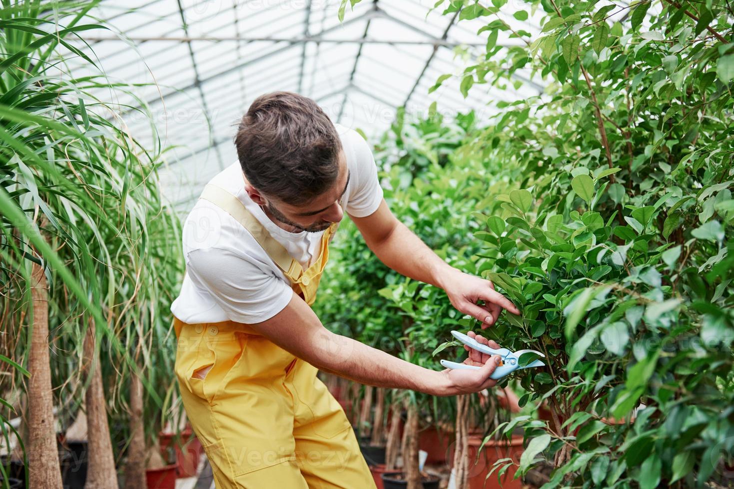 het snijden van de planten. aantrekkelijke sylish bebaarde man werkt in broeikas foto