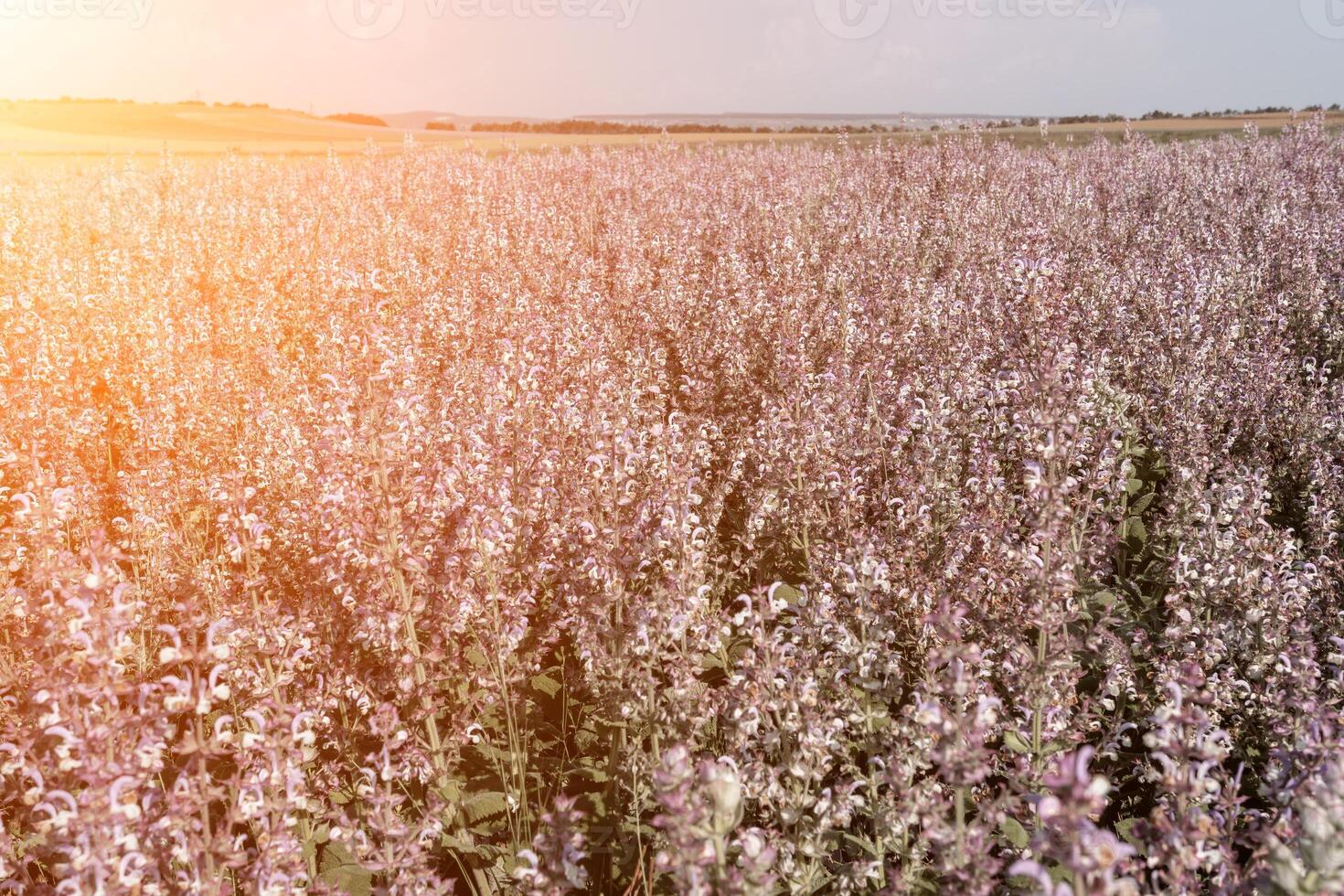 veld- van clary salie - salvia sclarea in bloeien, gecultiveerd naar extract de essentieel olie en honing. veld- met bloesem salie planten gedurende gouden zonsondergang, ontspannende natuur visie. dichtbij omhoog. selectief focus. foto