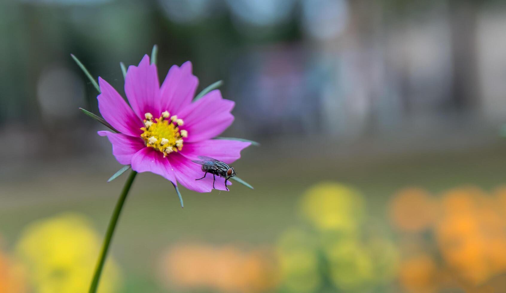 bloem foto, prachtig bloemen afbeeldingen, bloem afbeeldingen behang, bloem fotografie foto