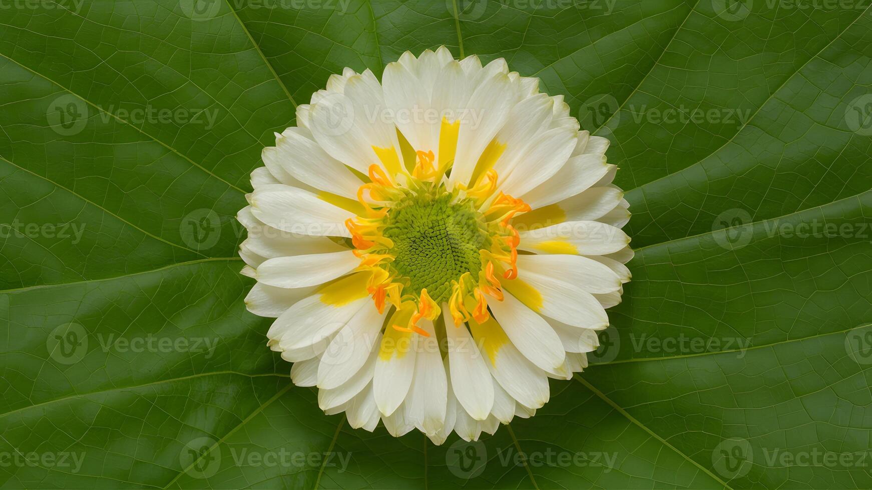 ai gegenereerd stevia bloem, natuurlijk suiker vervanging, geïsoleerd over- wit achtergrond foto