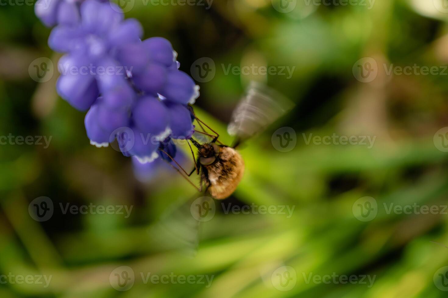 bombyel Aan een druif hyacint, een klein harig insect met een slurf naar trek nectar van de bloemen, bombylius foto