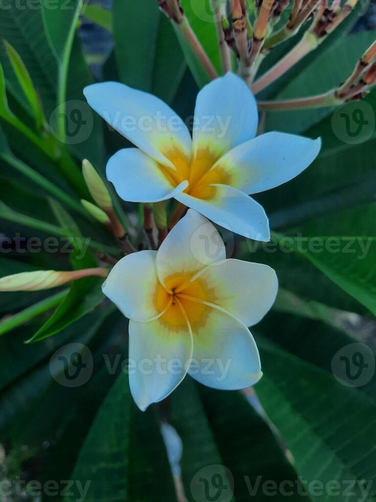 wit plumeria bloemen met groen bladeren foto