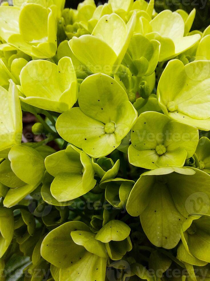 vol kader van groen hortensia bloemen in achtertuin met avond licht foto