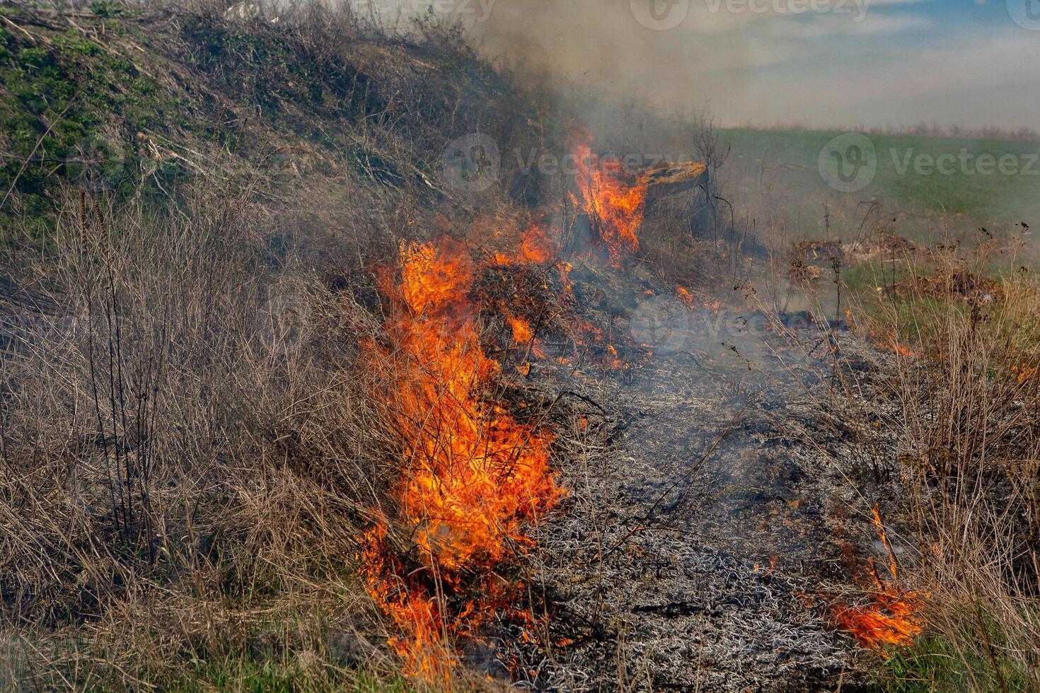 brandend droog gras in de veld- na de brand. natuurlijk ramp. Woud brand. foto