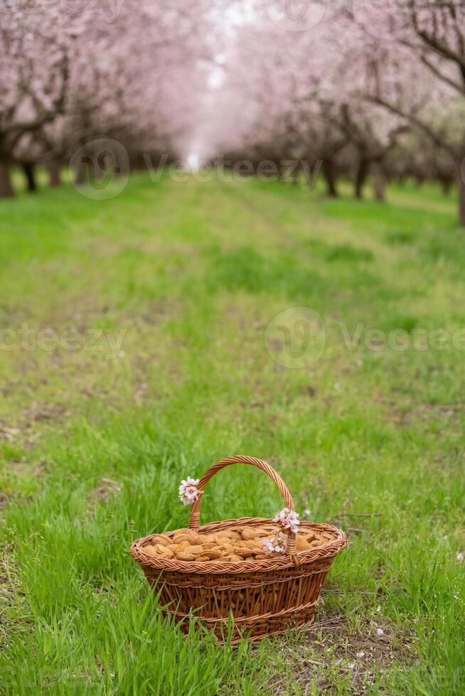 amandel noten in een mand Aan een houten achtergrond. foto