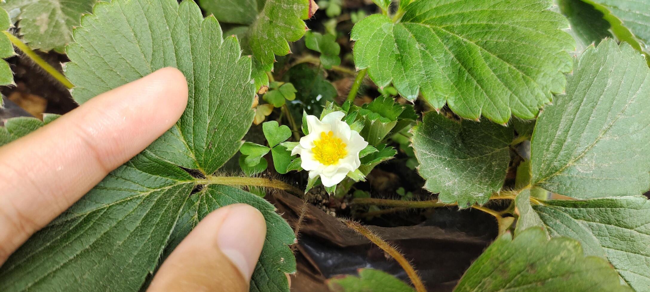 Mens Holding fragaria ananassa bladeren, aardbei planten bloem bloeiend in de tuin. foto