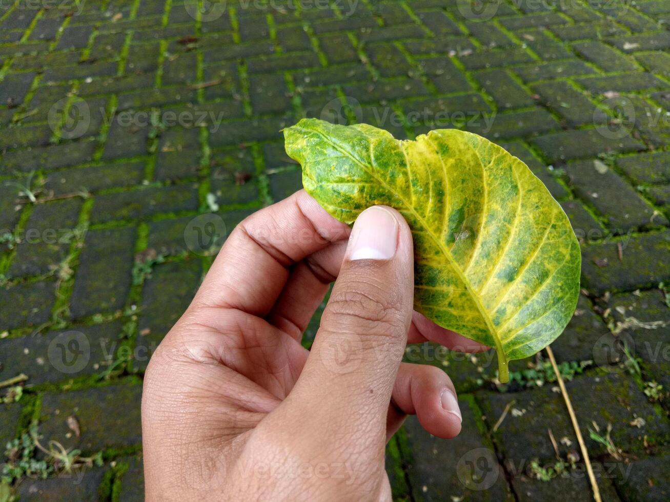 een man's hand- houdt een geelachtig groen blad foto