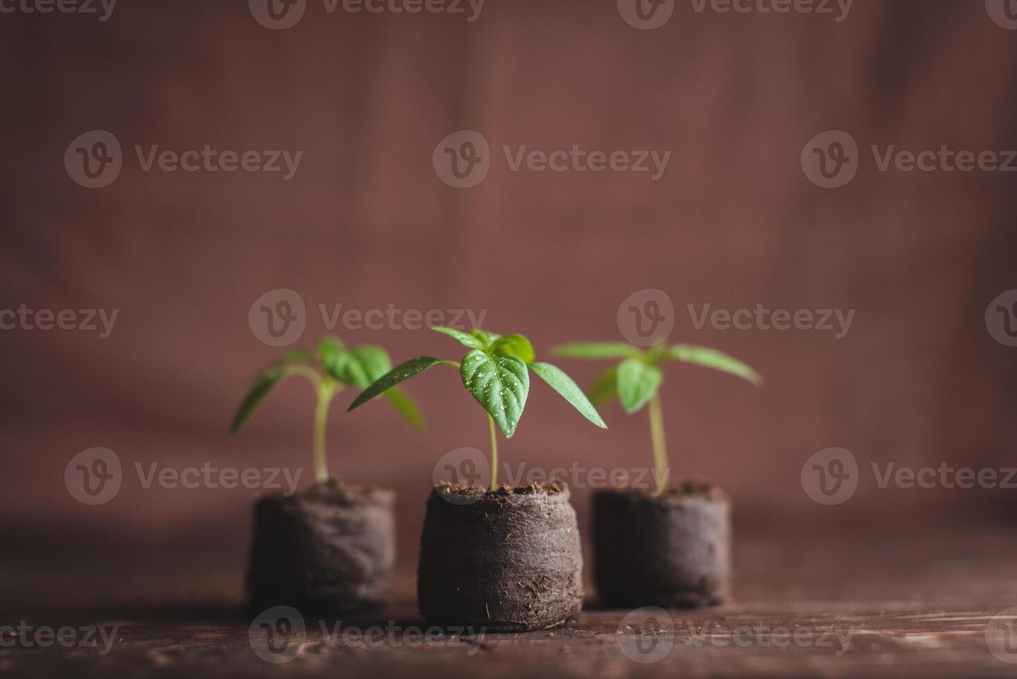 groen spruiten van paprika's gekiemd in turf tablets Aan een houten achtergrond. zaailingen van paprika's. foto