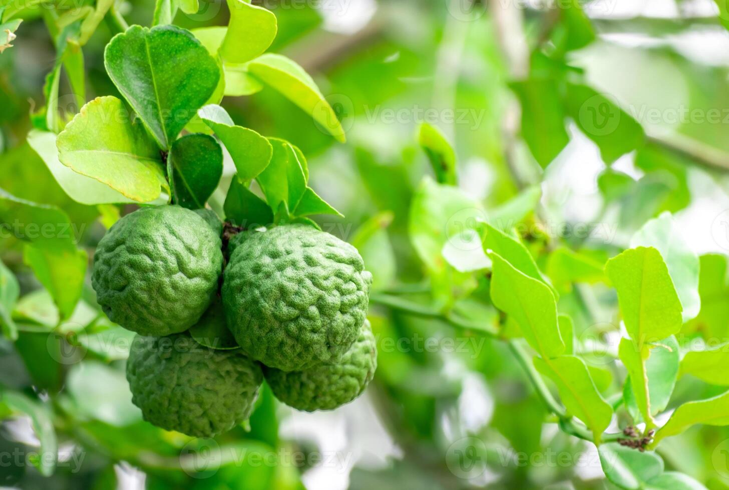 bergamot, vers groen bergamot fruit hangende van Afdeling. bergamot boom tuin en gezond voedsel concept, groep van bergamot, bergamot geneeskrachtig planten met veel foto