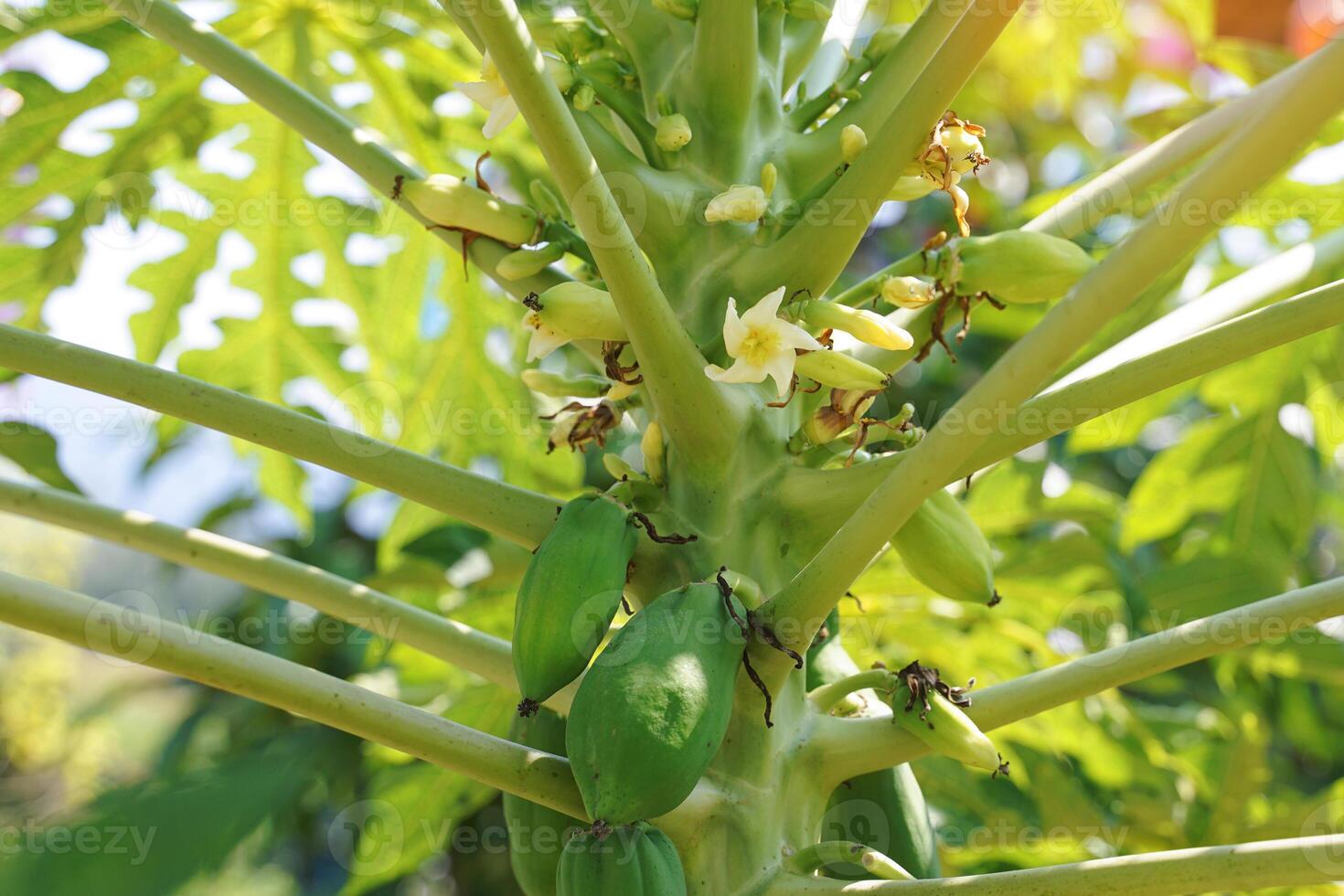 papaja bloemen en jong fruit zijn opkomend van de boom. zacht en selectief focus. zacht en selectief focus. foto