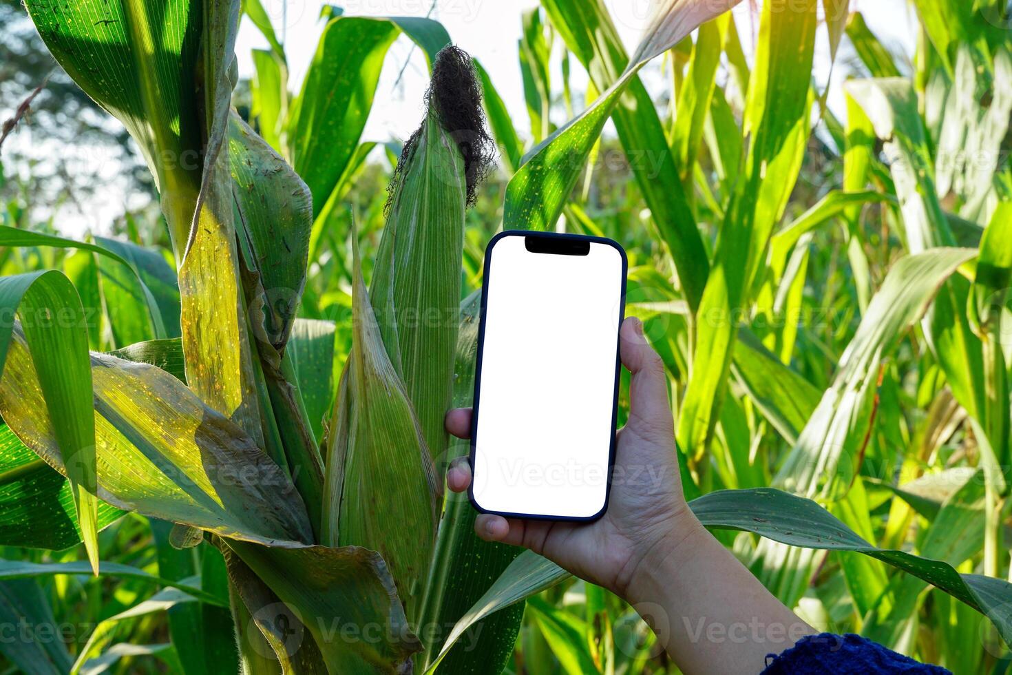 houden omhoog een mobiel telefoon met een blanco scherm Aan een wit achtergrond voor schrijven een bericht. vergelijken de grootte naar een oor van maïs in de veld. foto