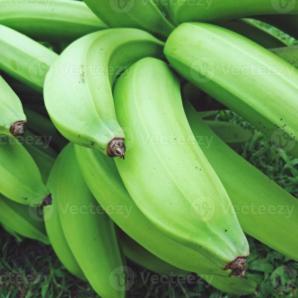 vers onrijp banaan, geoogst tropisch fruit groen achtergrond, detailopname foto