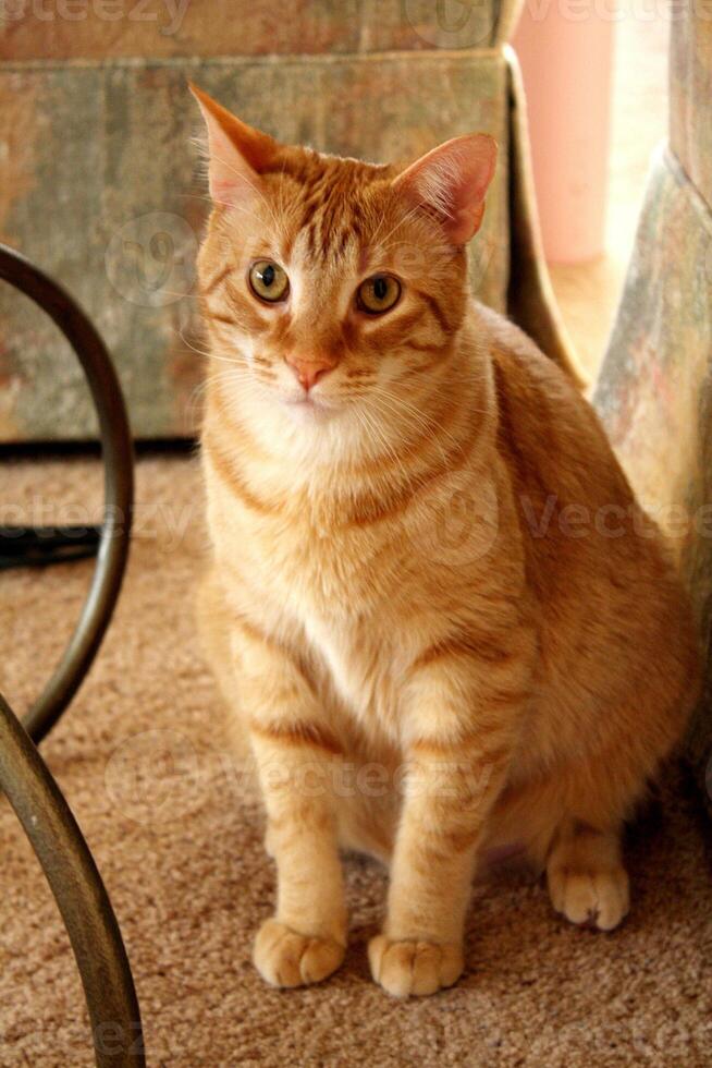 knap oranje kort haren huiselijk gestreept kat foto