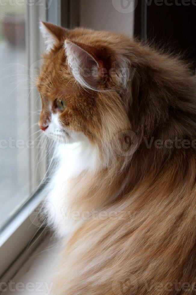 portret van een mooi Siberisch kat foto