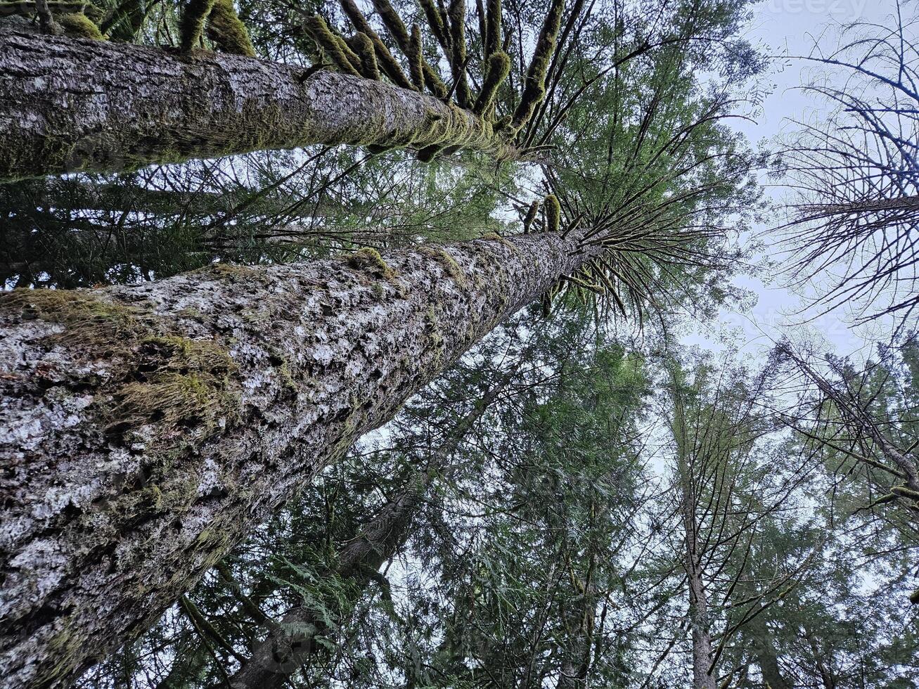 hoog bomen gedekt met mos in de groenblijvend bossen van Washington staat foto