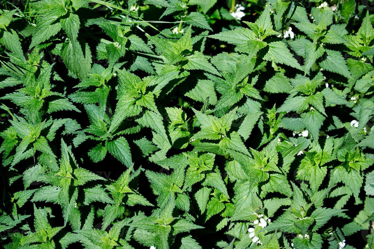 achtergrond van groen stekend brandnetel planten foto