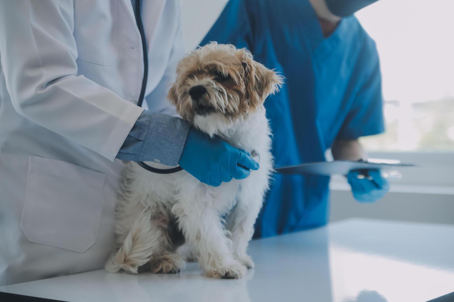 dierenarts onderzoeken hond en kat. puppy en katje Bij dierenarts dokter. dier kliniek. huisdier controleren omhoog en vaccinatie. Gezondheid zorg. foto