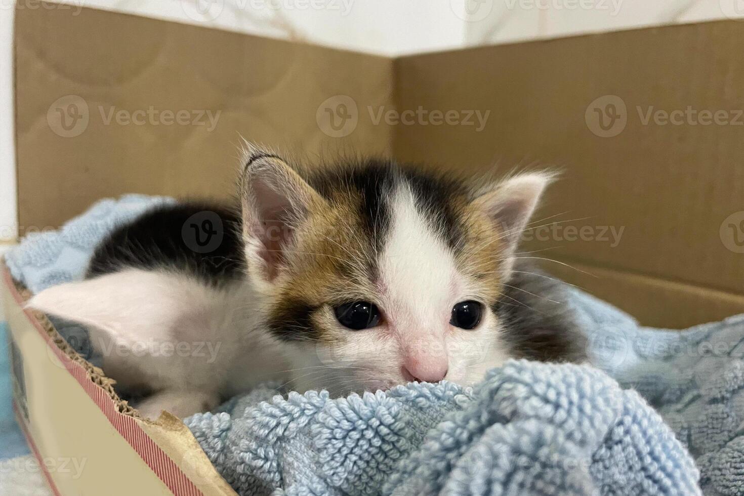 schattig weinig kittens in een karton doos. huisdieren concept. foto
