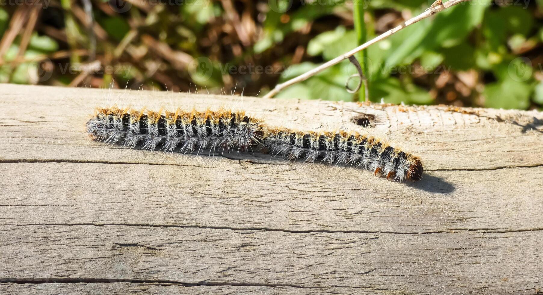 de pijnboom processierups thaumetopoea pityocampa foto