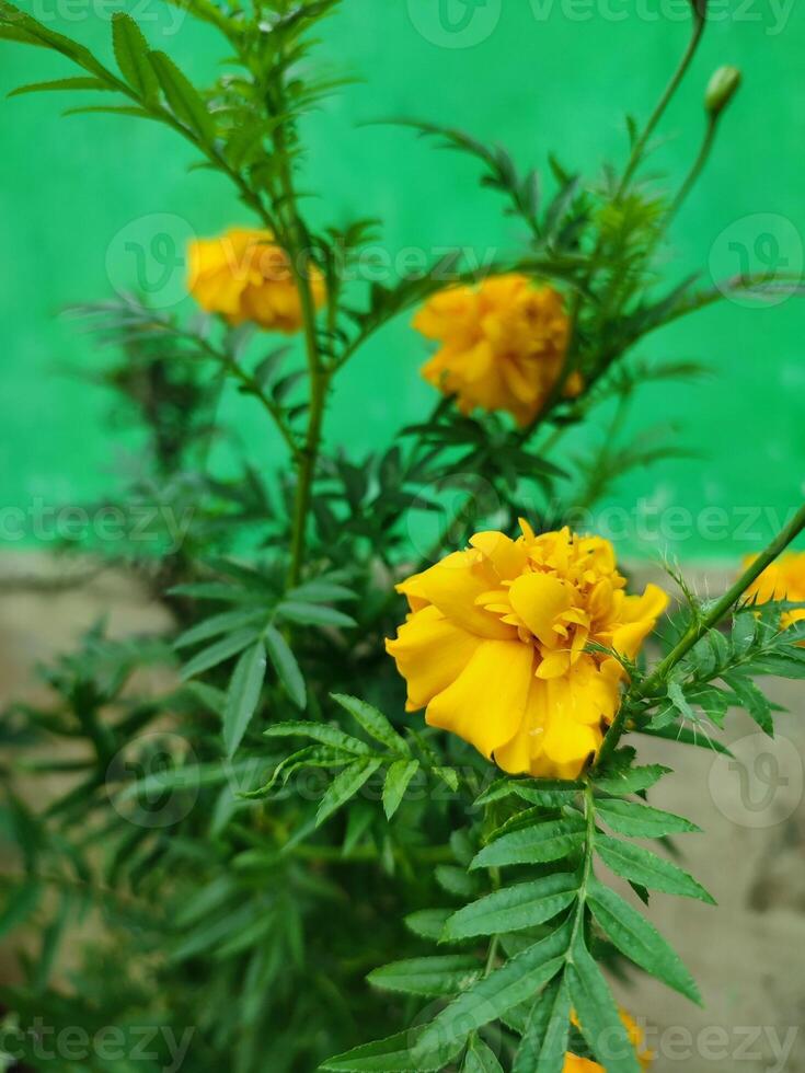 Tagetes erecta de aztec goudsbloem Mexicaans goudsbloem groot goudsbloem cempaxochitl of cempasuchil is een soorten van bloeiend fabriek in de geslacht Tagetes inheems naar Mexico. bangladesh ganda bloem foto