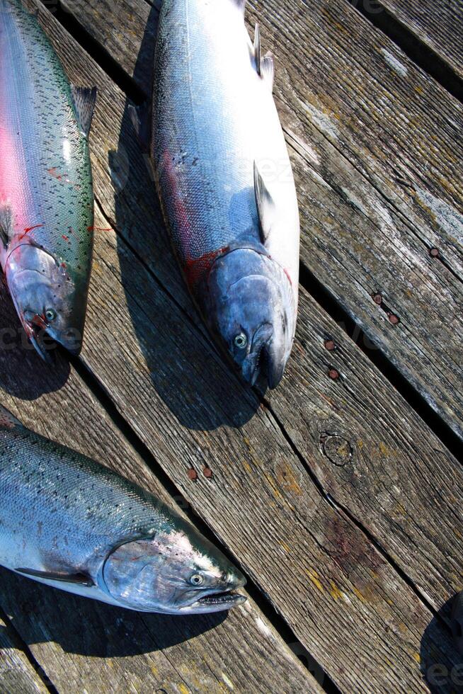 Zalm vis houdende Aan een houten pier. grote Oceaan kust van Canada foto