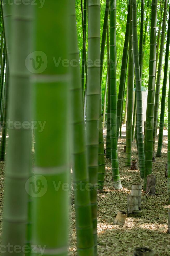 een groen bamboe Woud in voorjaar zonnig dag foto